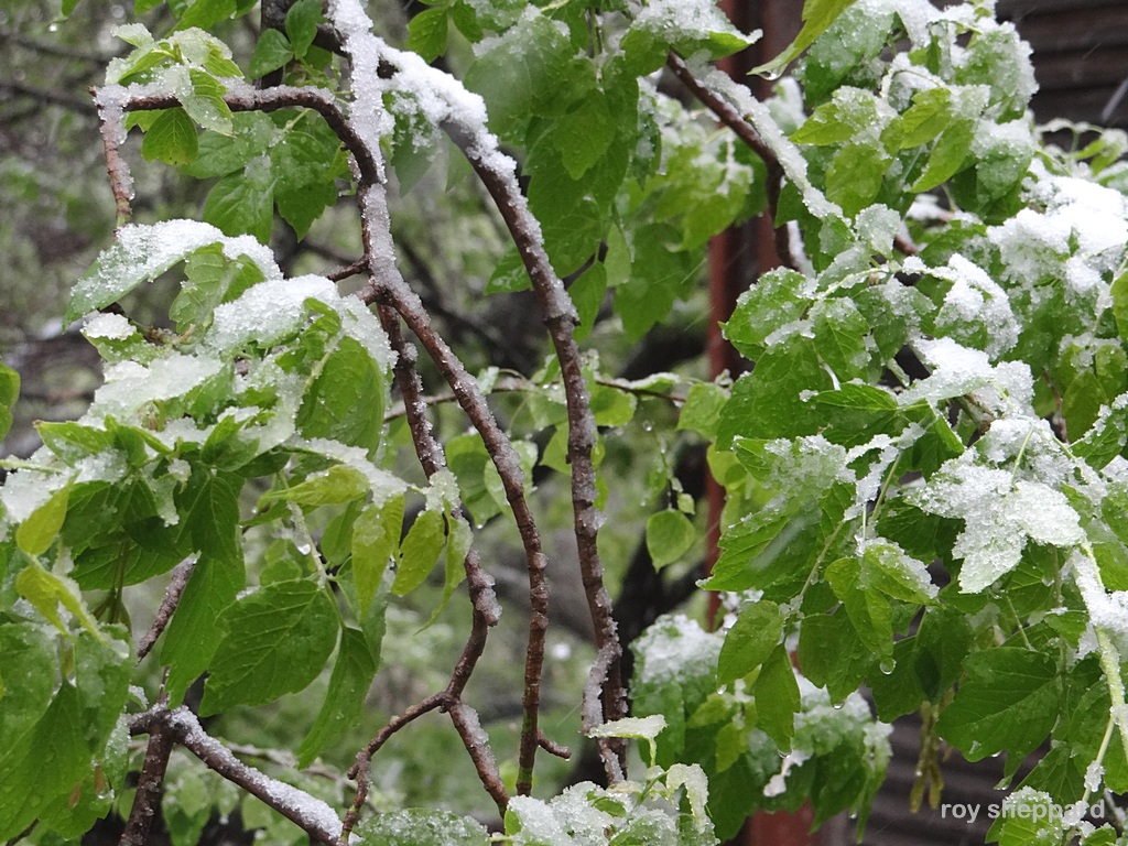 Mother's Day snow May 10, 2015 Jamestown, ND  - CSi Photos